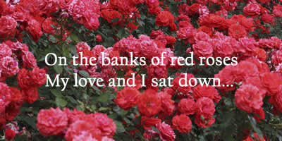 The Banks Of Red Roses