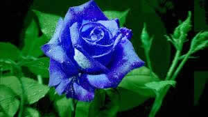 Blue Rose