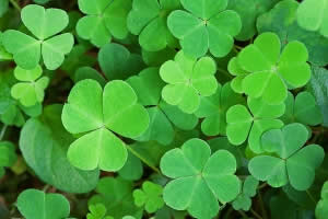 Shamrock