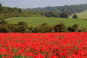 Green Fields Of France