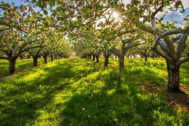 Apple Orchard in Ireland