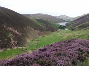 Wild Mountain Thyme